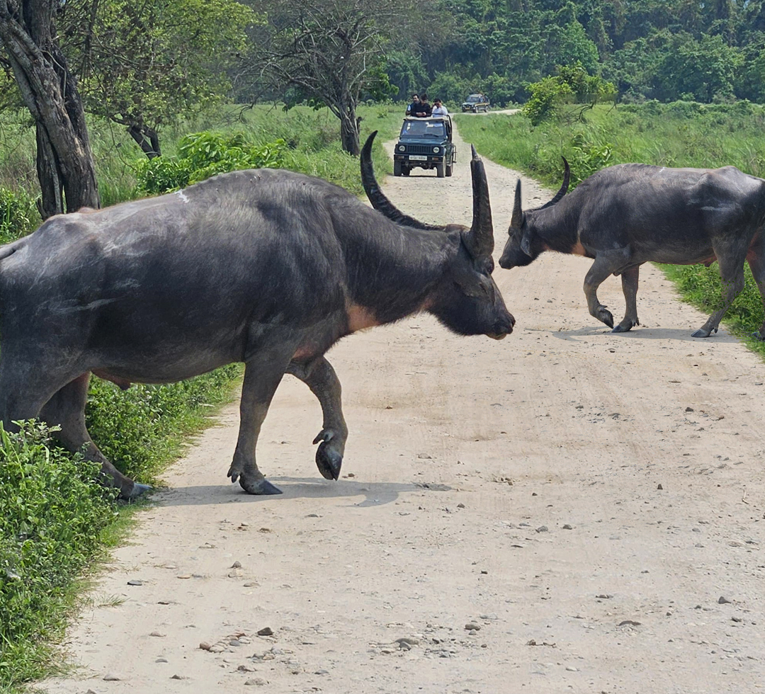 Nameri Jungle Safari